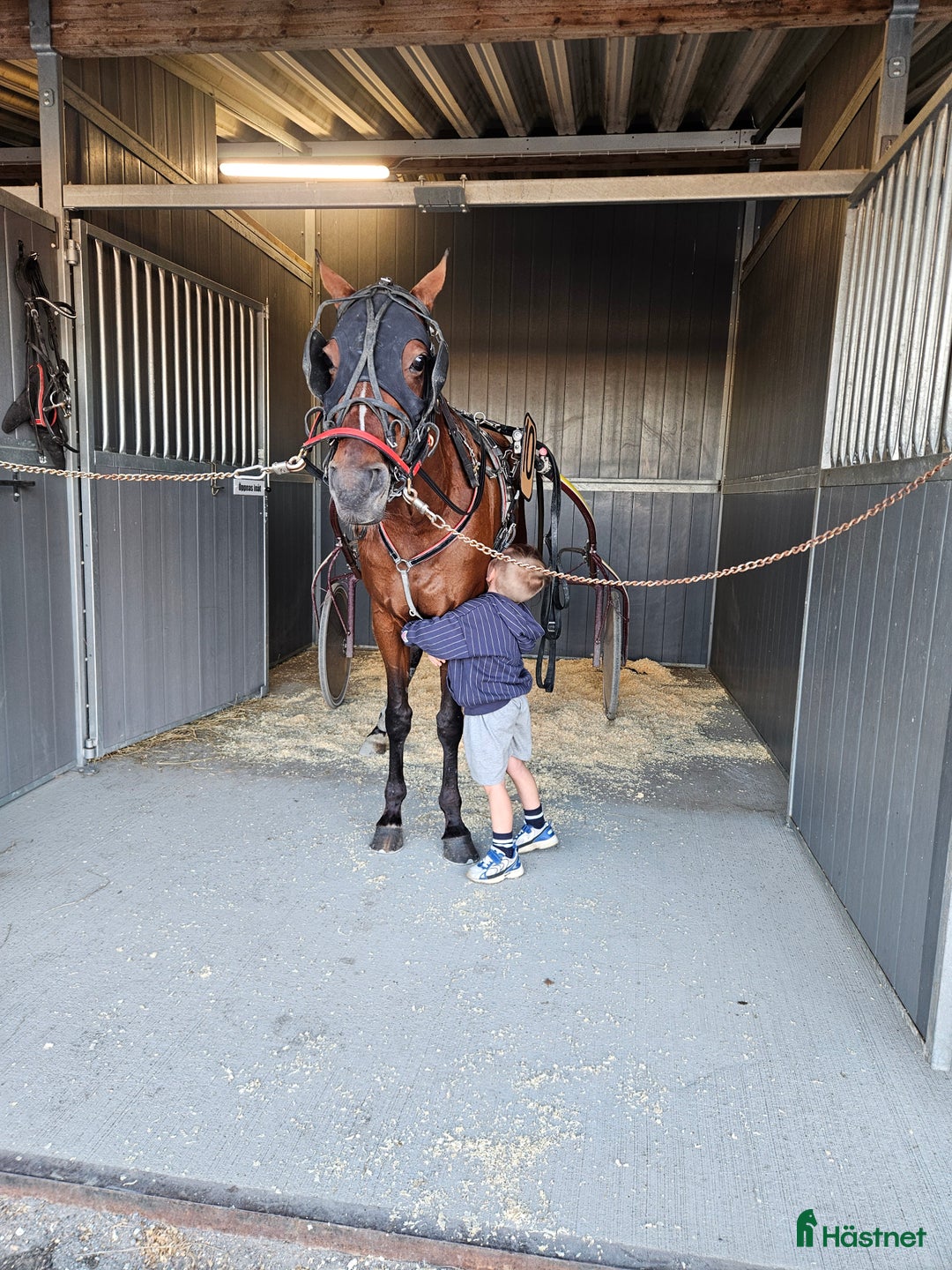 Trav hästar till salu: Perfekt licenshäst  i Sundsvall - Annons 2