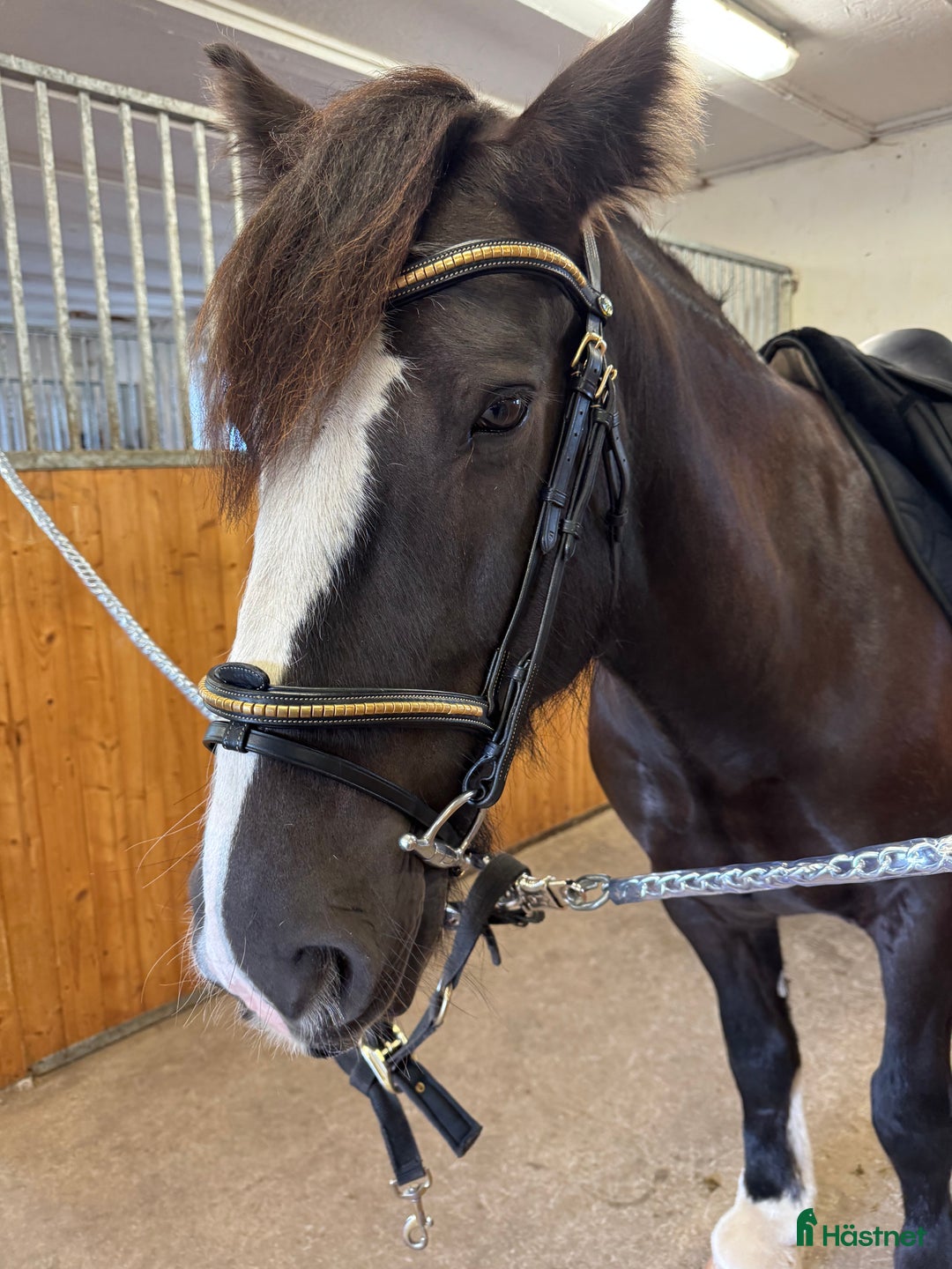 Träns hästutrustning till salu: Super fint nytt träns  i Källby - Annons 2