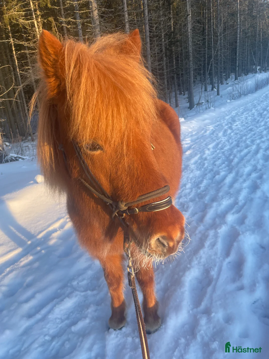 Island hästar till salu: Islandshäst - Annons 2