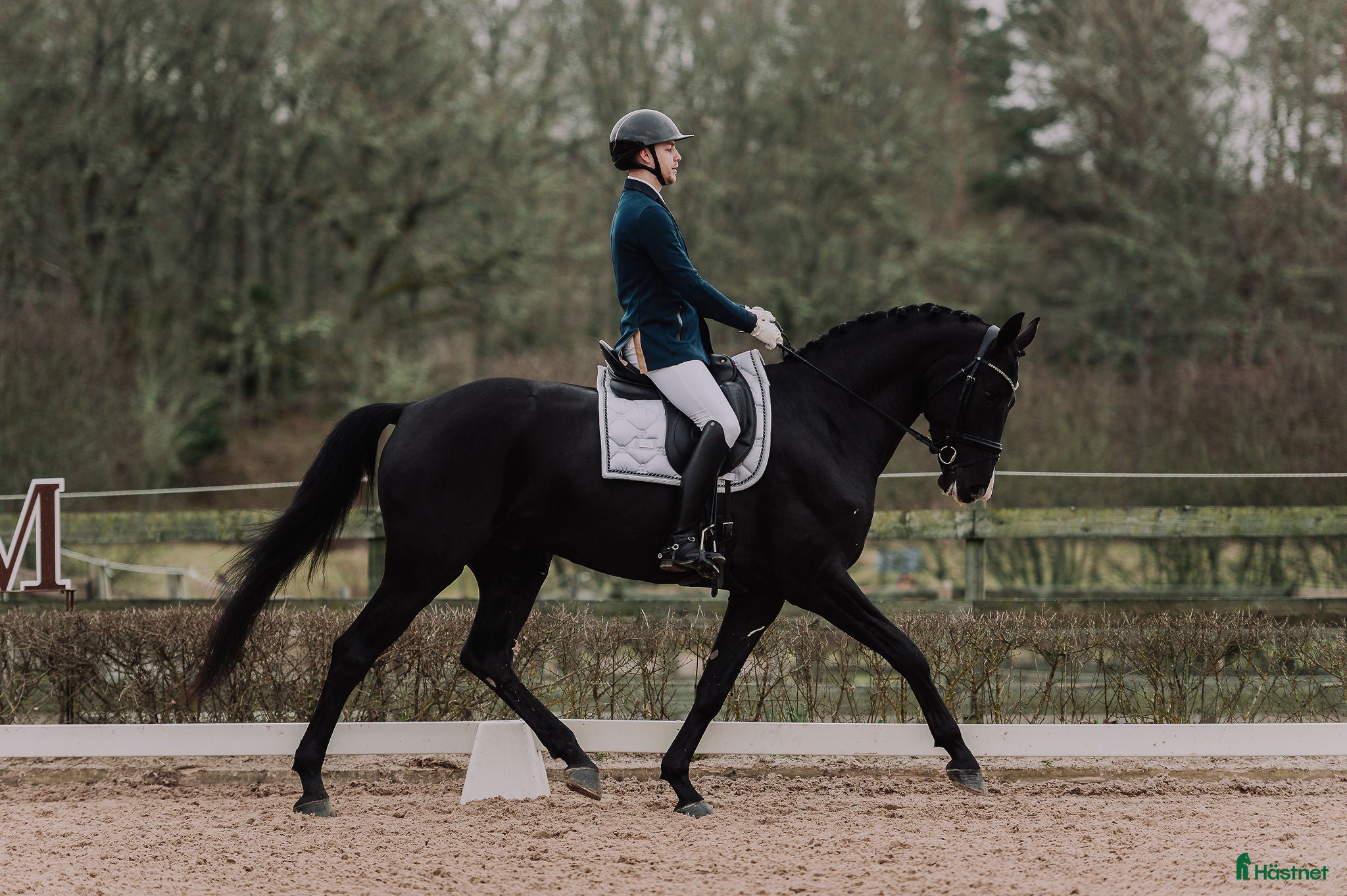  hästar Talangfull häst som passar alla!  - Annons 1