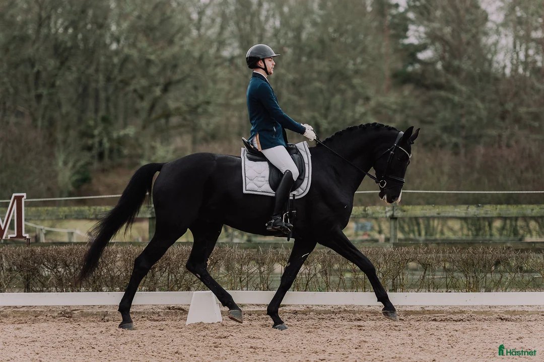 Dressyr hästar till salu: Talangfull häst som passar alla!  - Annons 1