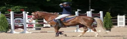 Hoppning hästar till salu: Welsh pony for sport - Annons 16