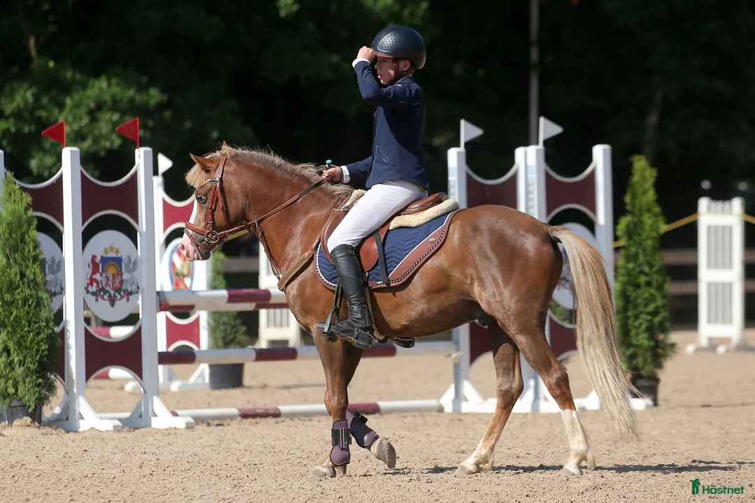 Hoppning hästar till salu: Welsh pony for sport - Annons 16
