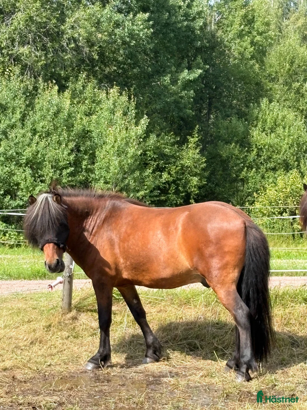 Island hästar till salu: Trygg och snäll ung valack med fint temperament ❤️ - Annons 2