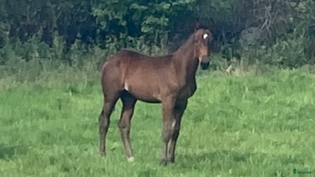 Hoppning hästar till salu: 11 årigt toppstammat hoppsto i Ljungby - Annons 2