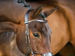 Träns hästutrustning Ps of Sweden träns i Vinninga - Annons 5