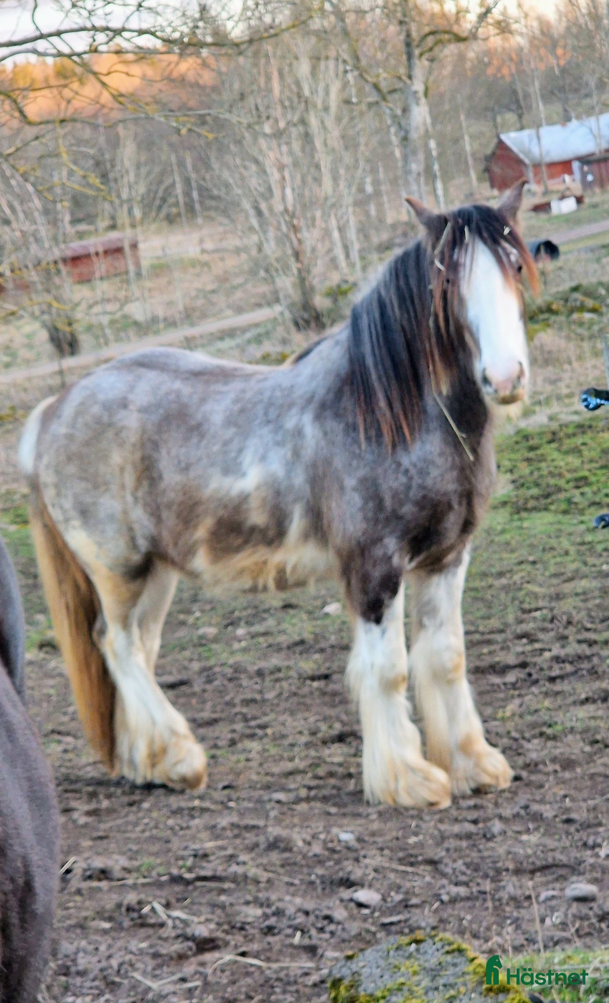  hästar Passar dig som vill utvecklas och utbilda själv  - Annons 2
