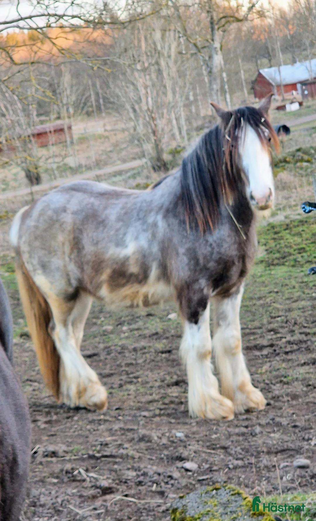 Allround hästar till salu: Passar dig som vill utvecklas och utbilda själv  - Annons 2