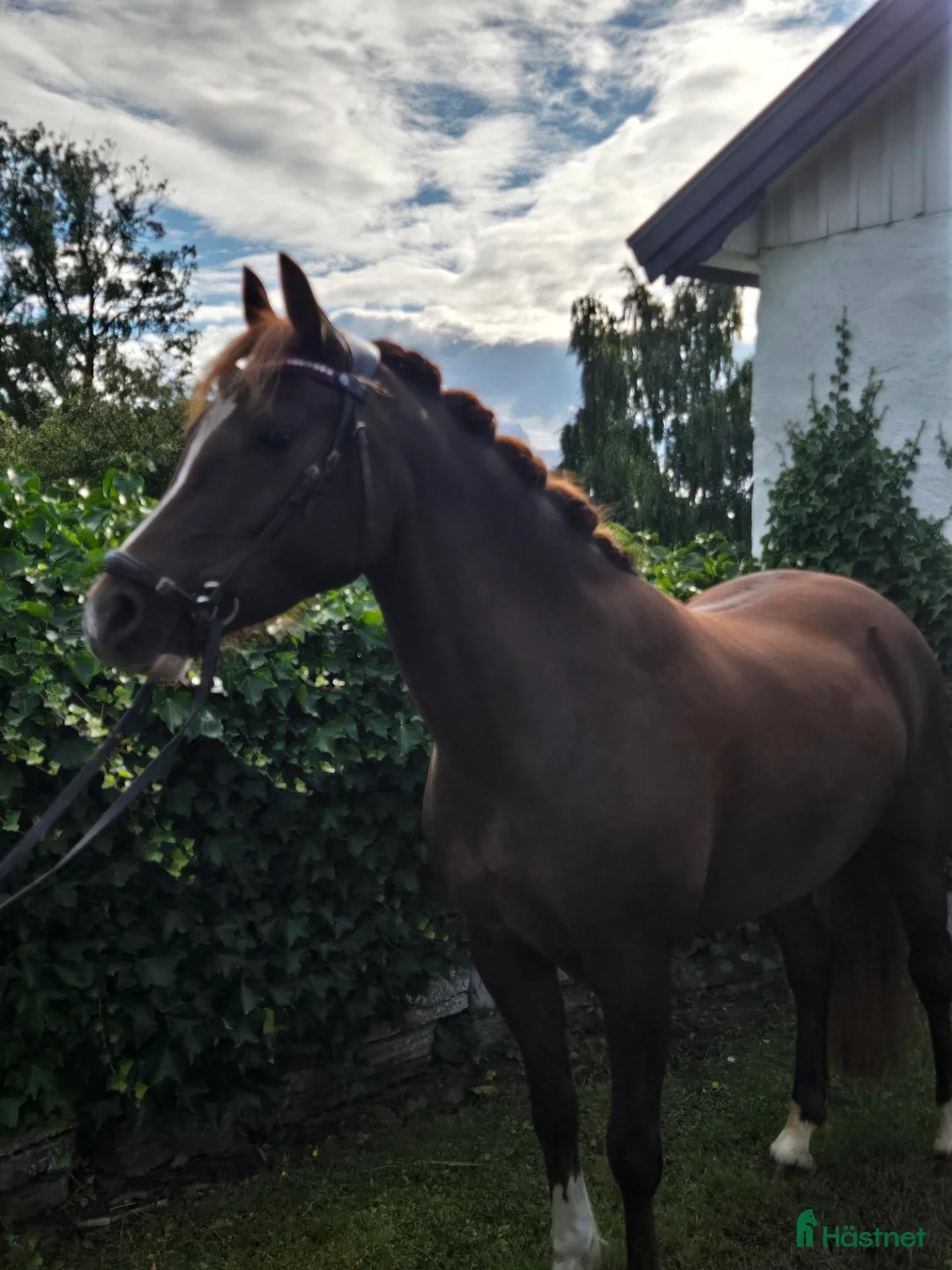 Allround hästar till salu: Trevligt sto med gångartsdiplom - Annons 2