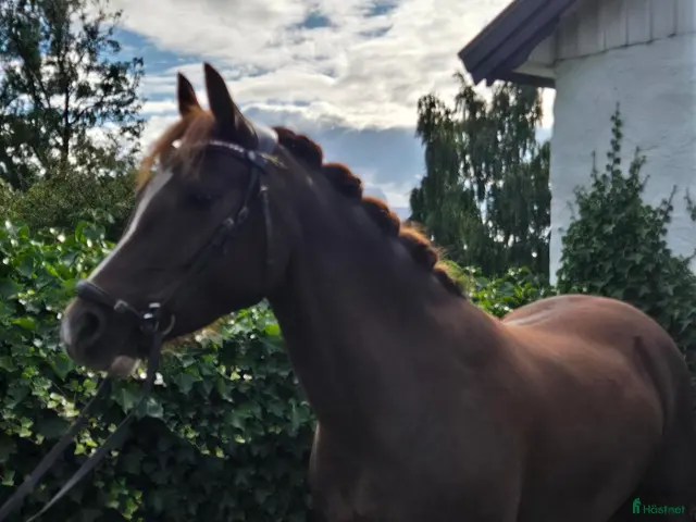 hästar till salu: Trevligt sto med gångartsdiplom - Annons 2