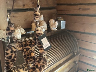 Övrig Hästutrustning hästutrustning till salu: Leopard grimma aldrig andvänd i Töllsjö - Annons 4