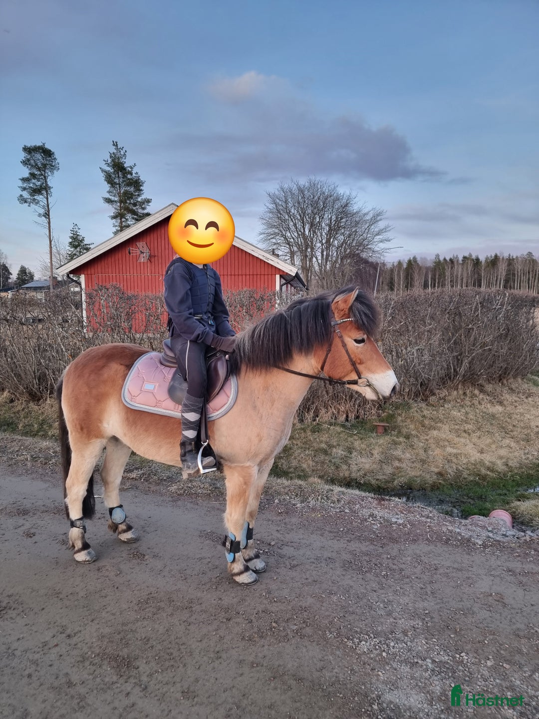 Allround hästar till salu: Snökristall  i Dala-Husby - Annons 1