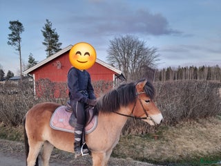 hästar Snökristall i Dala-Husby - Annons 17