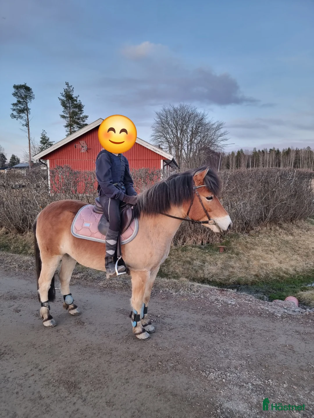 Allround hästar till salu: Snökristall byte?  i Dala-Husby - Annons 1