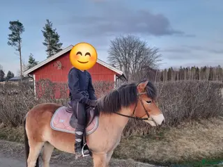 hästar Snökristall byte? i Dala-Husby - Annons 9