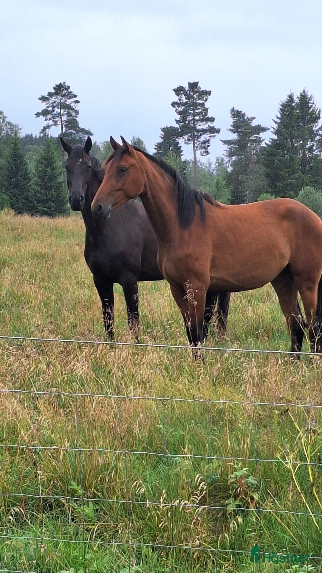 Dressyr hästar till salu: Vackert gångartssto - Annons 12