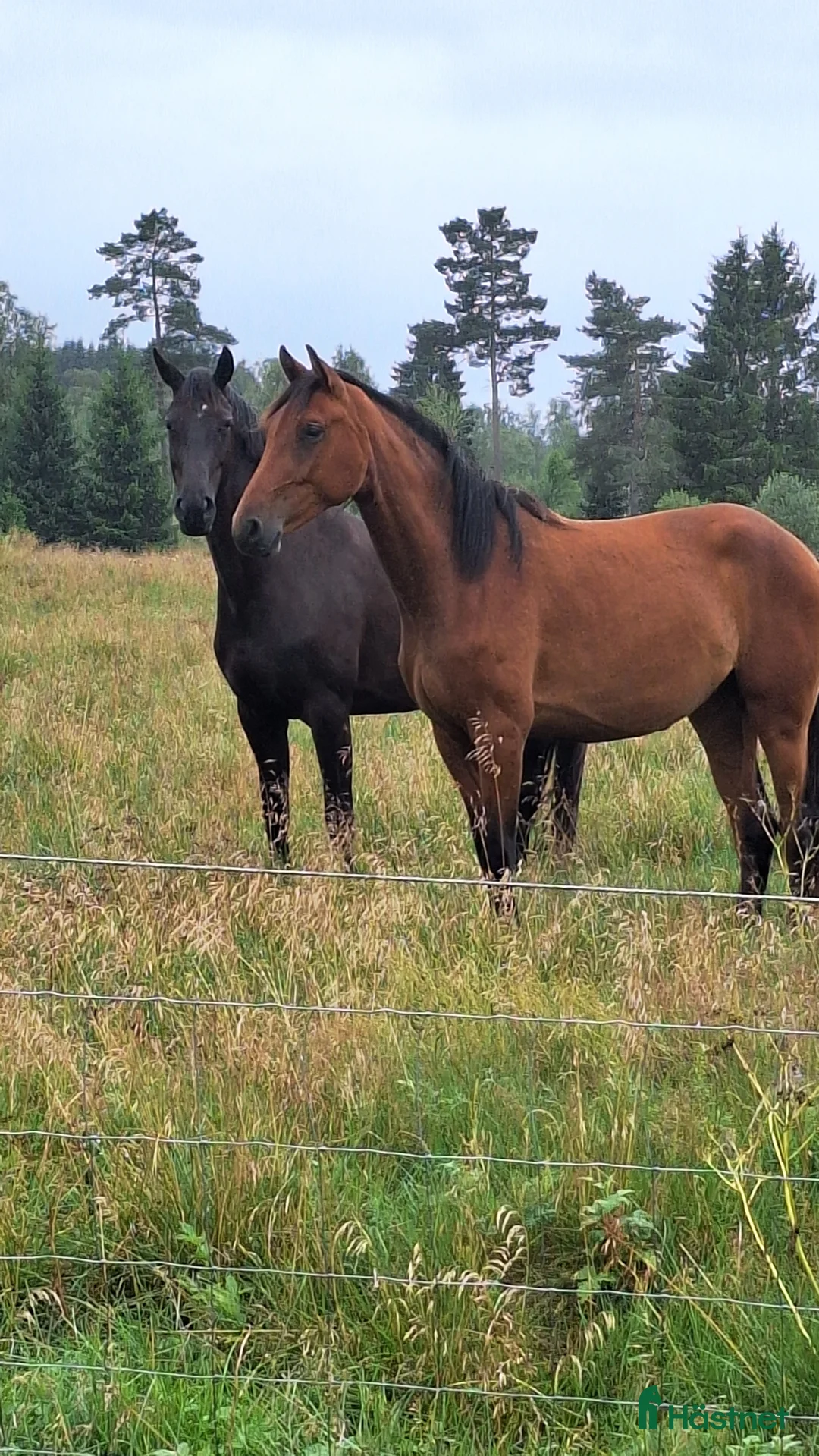 Dressyr hästar till salu: Vackert gångartssto - Annons 12