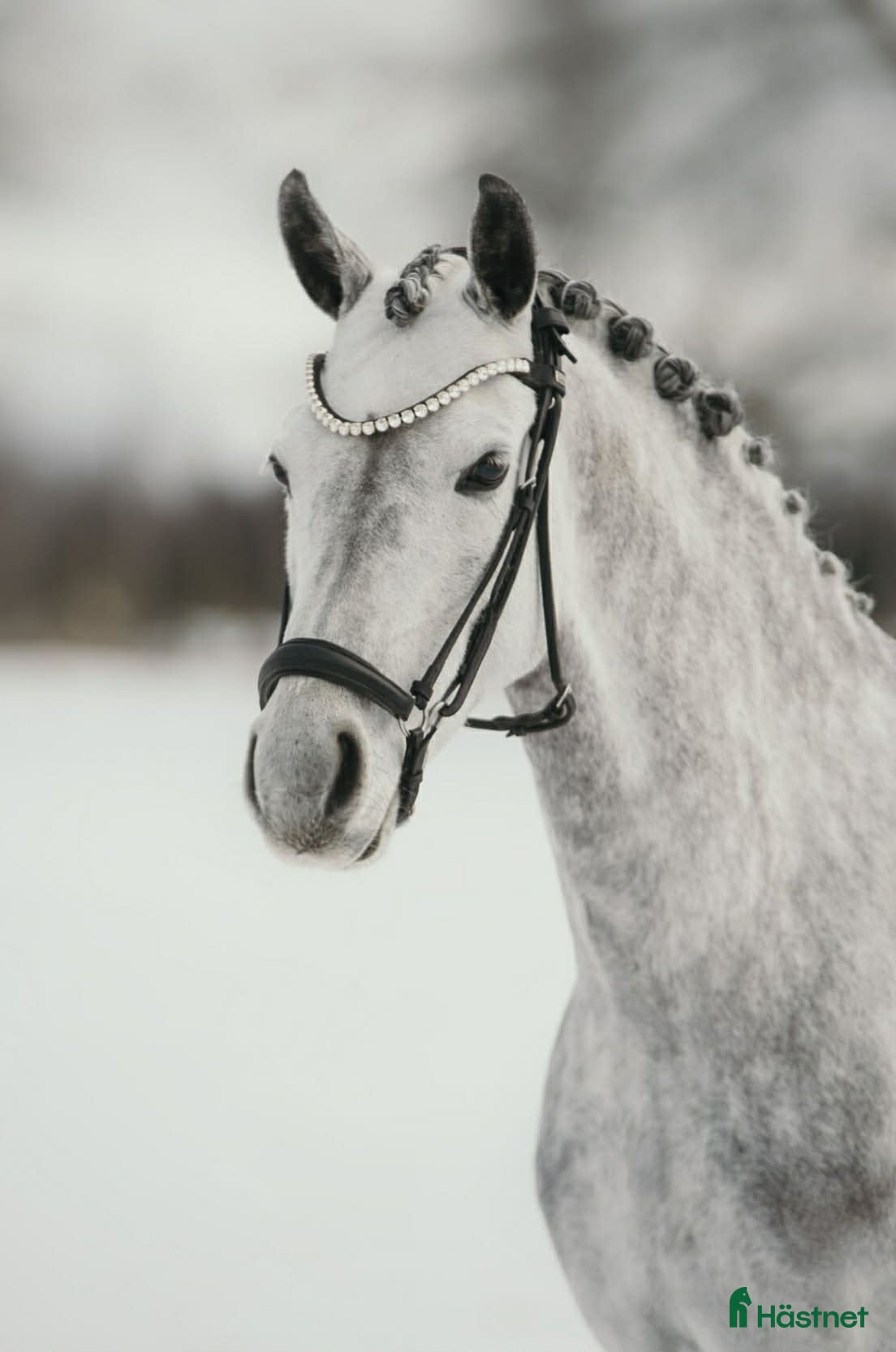  hästar Guldbelönat dressyrsto  - Annons 12