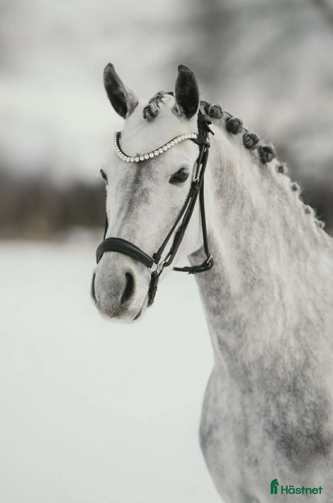 Dressyr hästar till salu: Guldbelönat dressyrsto  - Annons 1