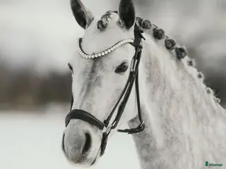 hästar Guldbelönat dressyrsto - Annons 12