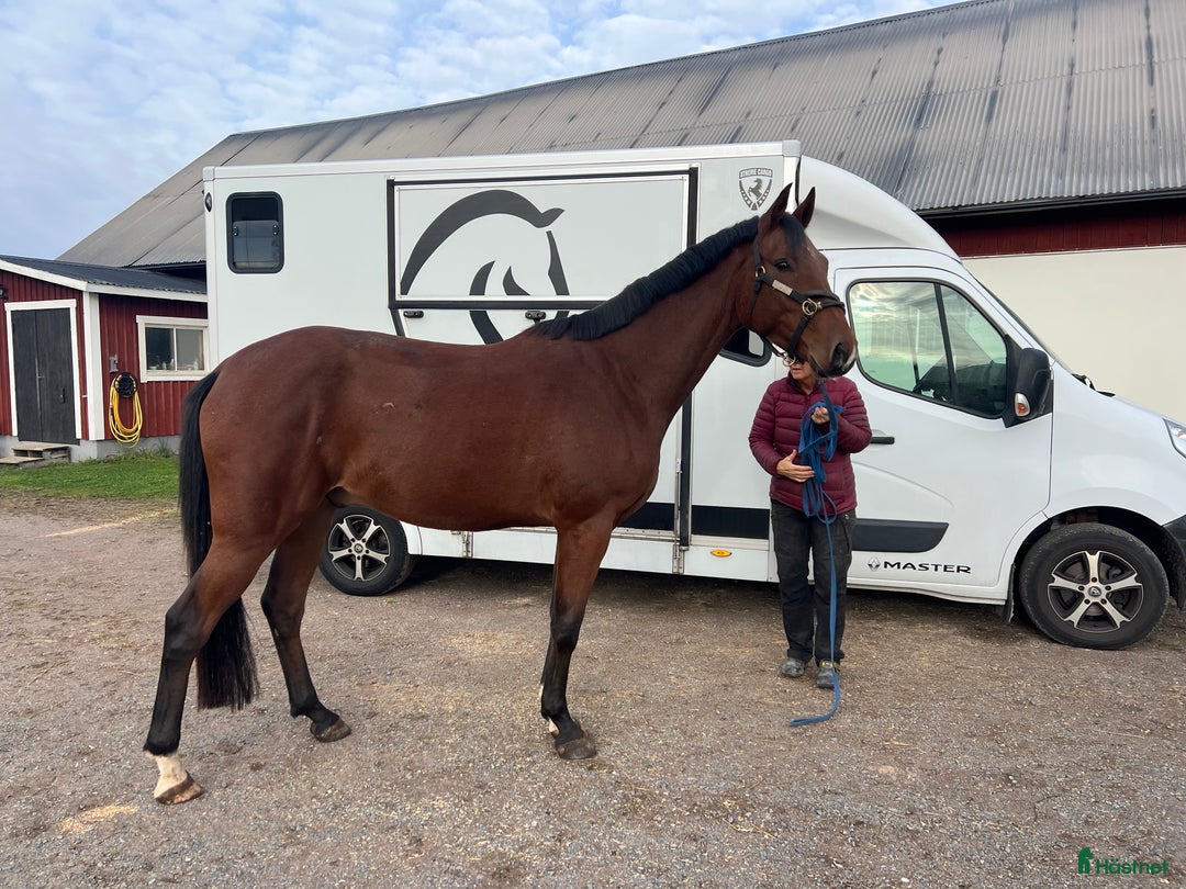 Hoppning hästar till salu:  Formbar valack!  i Eksjö - Annons 2