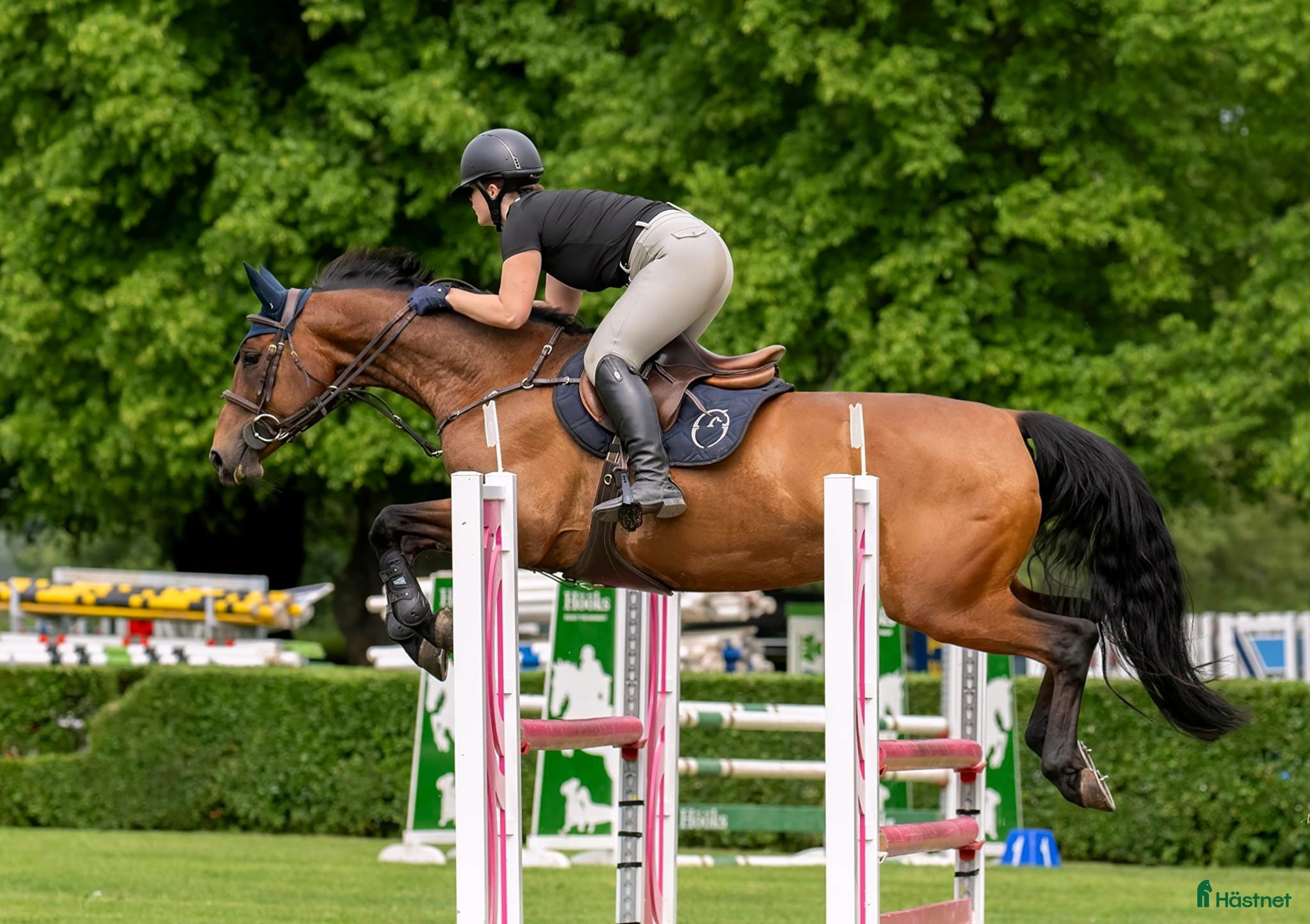  hästservice finnes: Träningar i dressyr, markarbete och hoppning🌟 i Mora - Annons 1