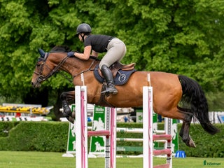 hästservice finnes: Träningar i dressyr, markarbete och hoppning🌟 i Mora - Annons 1