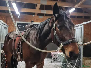 hästar Azalea vill bli ridhäst! - Annons 1