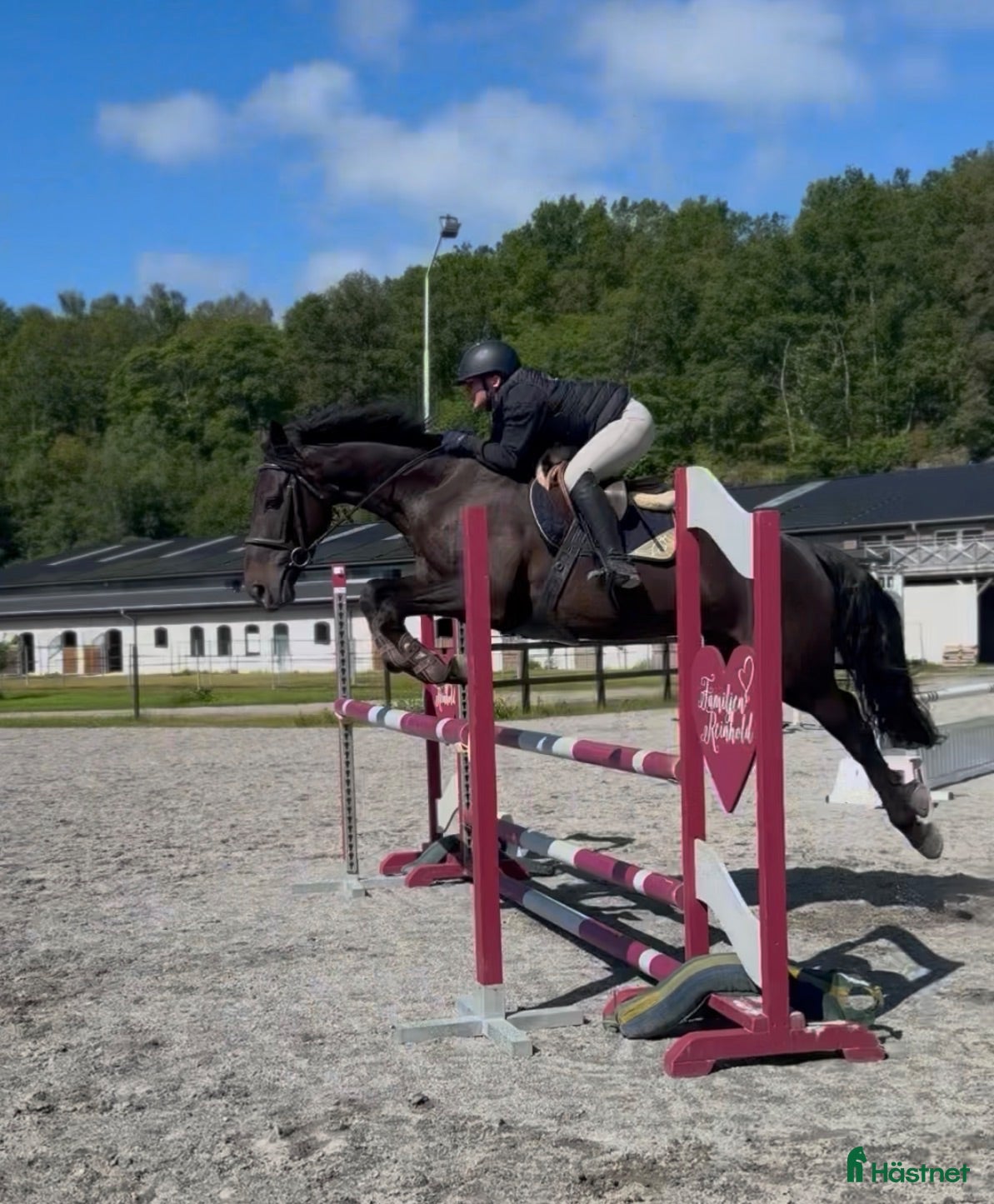 Allround hästar till salu: Utvecklingsbar hopphäst🌟 - Annons 2