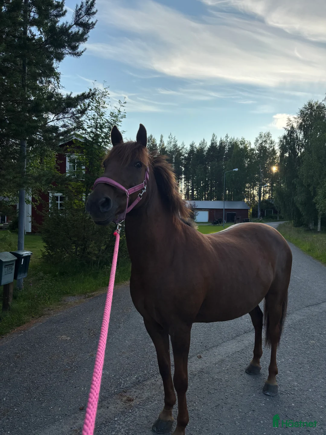 Sällskap hästar till salu: Maxad C-ponny bortskänkes i Skellefteå - Annons 2