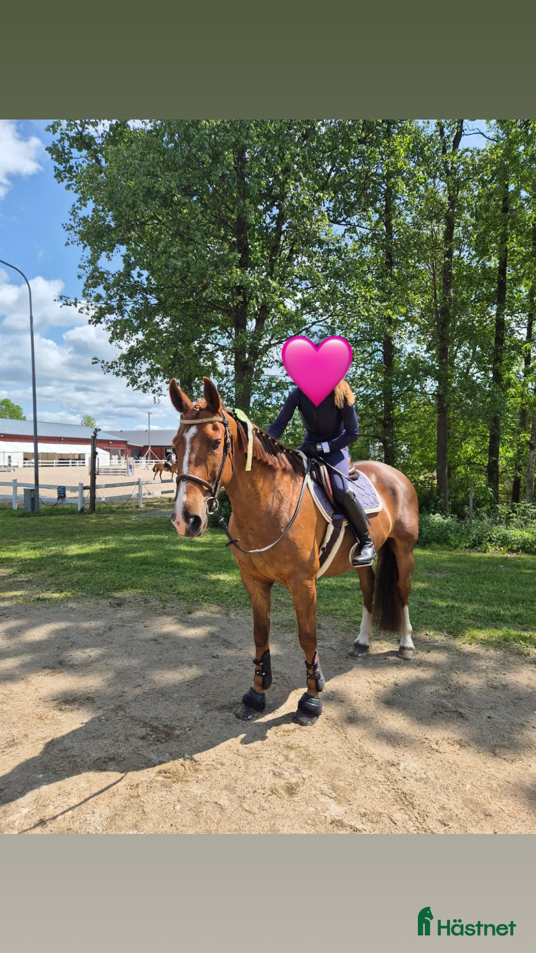 Allround hästar till salu: Snällaste hästen i Småland!  i Väckelsång - Annons 2