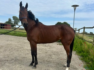 Allround hästar till salu: Snygg brud i lyxförpackning i Svedala - Annons 3