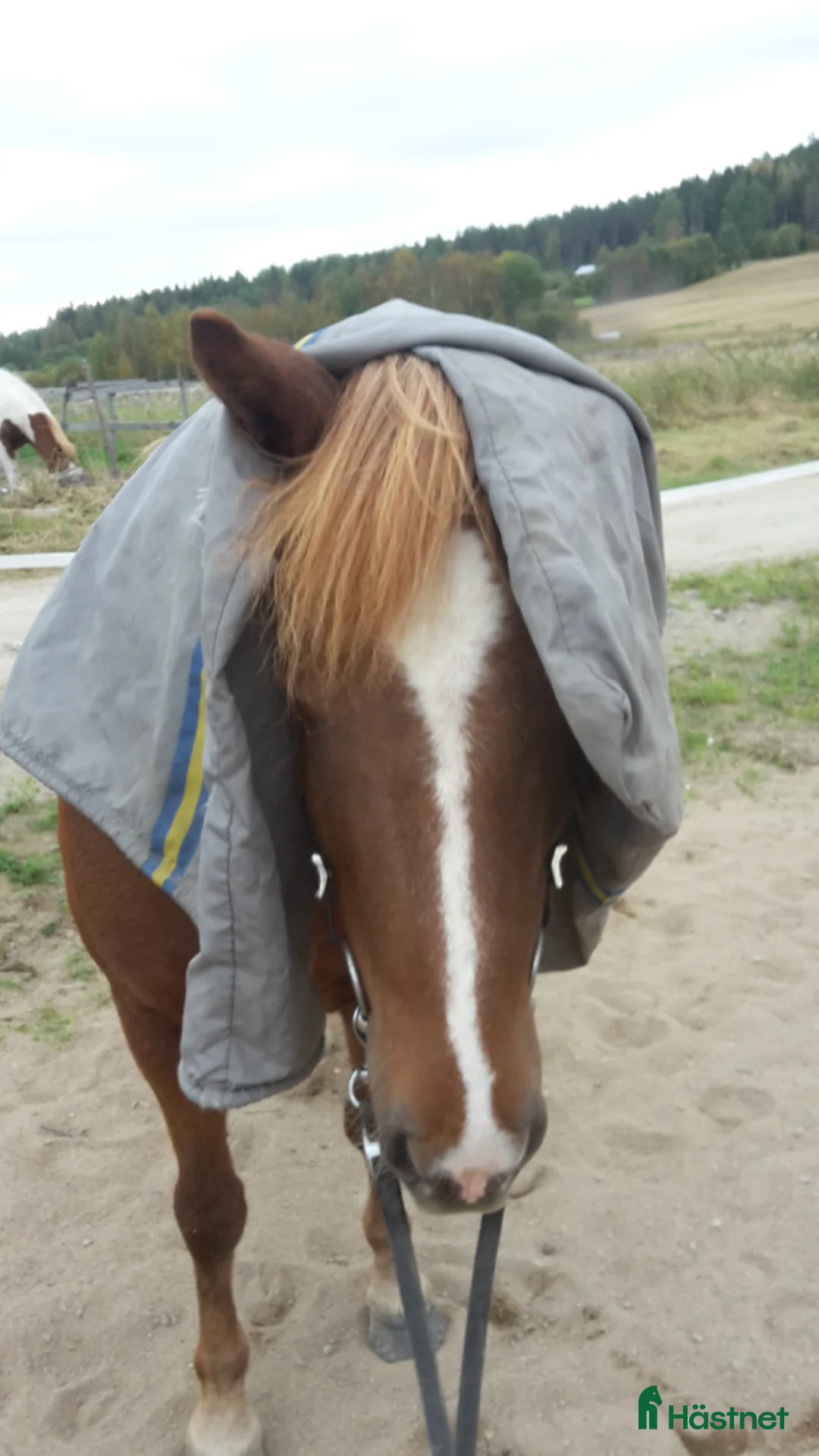 Island hästar till salu: Mysig skogsmulle - Annons 2