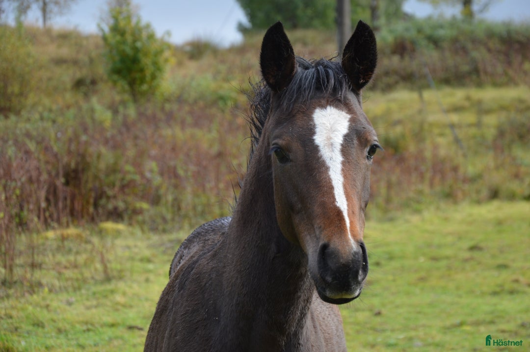 Allround hästar till salu: Fantastiskt hingstföl  i Gällstad - Annons 1