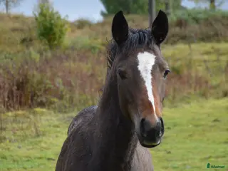 hästar Fantastiskt hingstföl - Annons 17