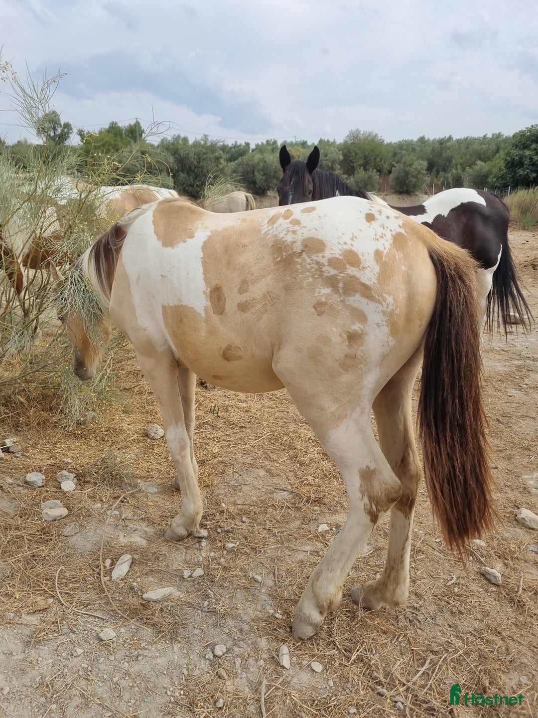 Allround hästar till salu: Appaloosa - Pinto  i Slöinge - Annons 3
