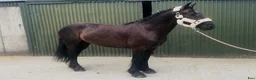 Allround hästar till salu: Handsome gelding 155cm - Annons 9