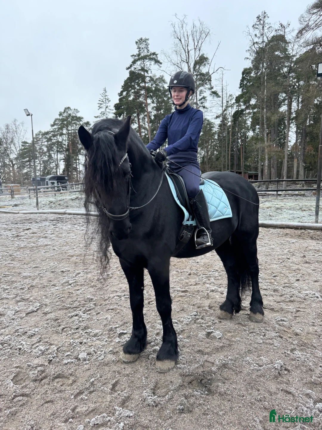  medryttarhäst sökes: Medryttarhäst sökes i Gävleområdet i Gävle - Annons 1