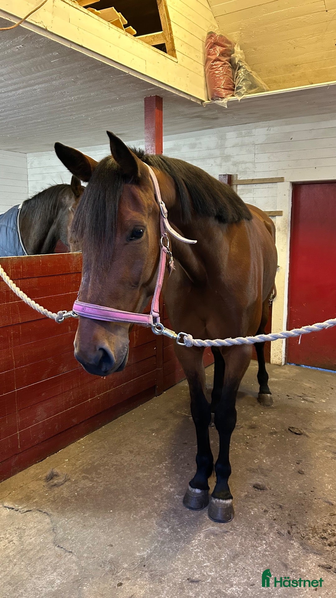  hästar ⭐️Svenskt varmblod säljes⭐️ - Annons 3