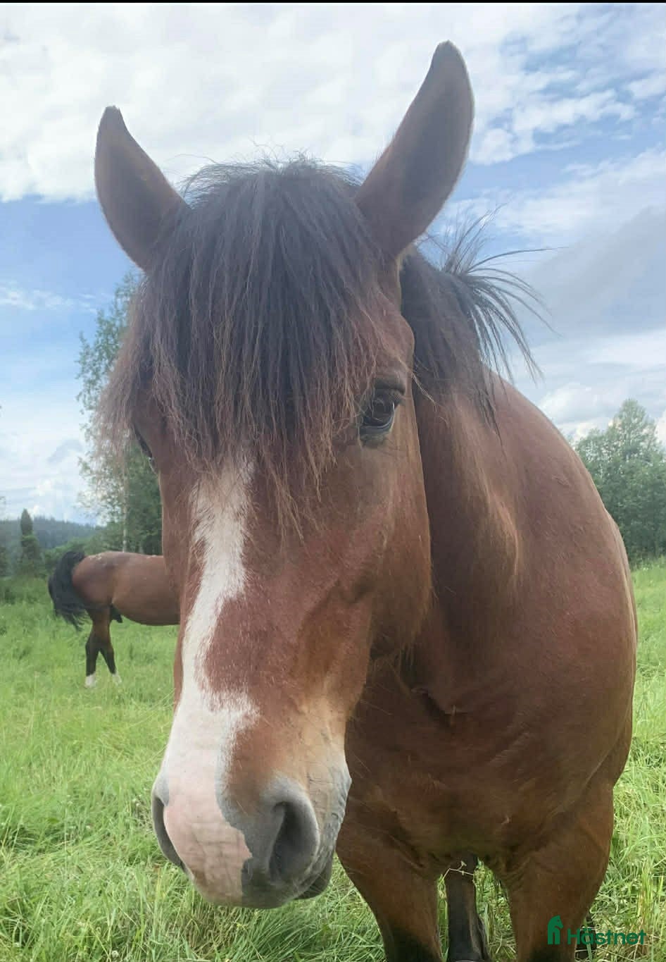  hästar Bästa Vessla söker nytt hem  i Njurunda - Annons 16