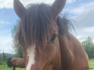 hästar Bästa Vessla söker nytt hem i Njurunda - Annons 16
