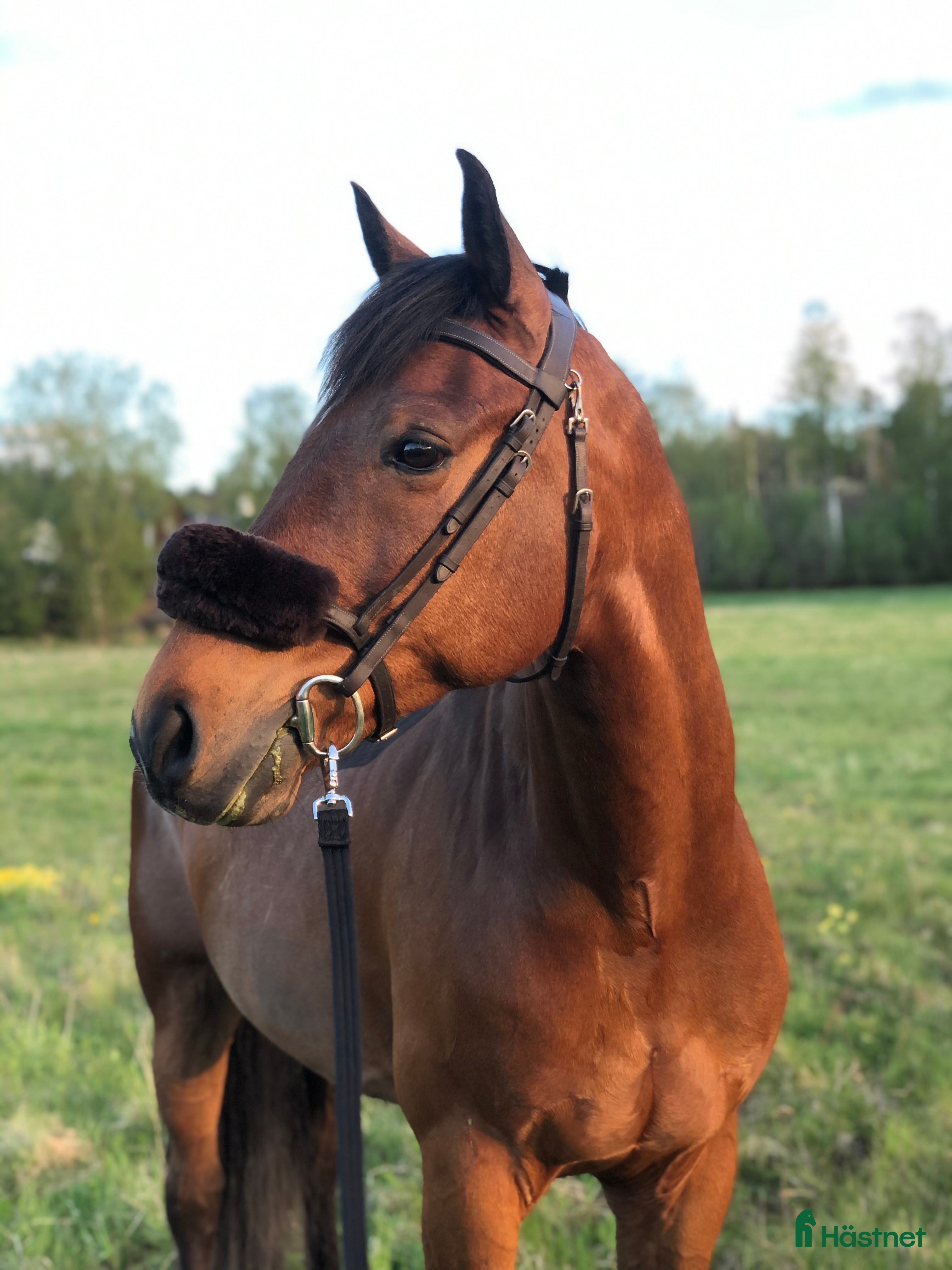  hästar En riktig bästavän söker nytt kärleksfullt hem! i Strängnäs - Annons 4