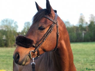 hästar En riktig bästavän söker nytt kärleksfullt hem! i Strängnäs - Annons 3