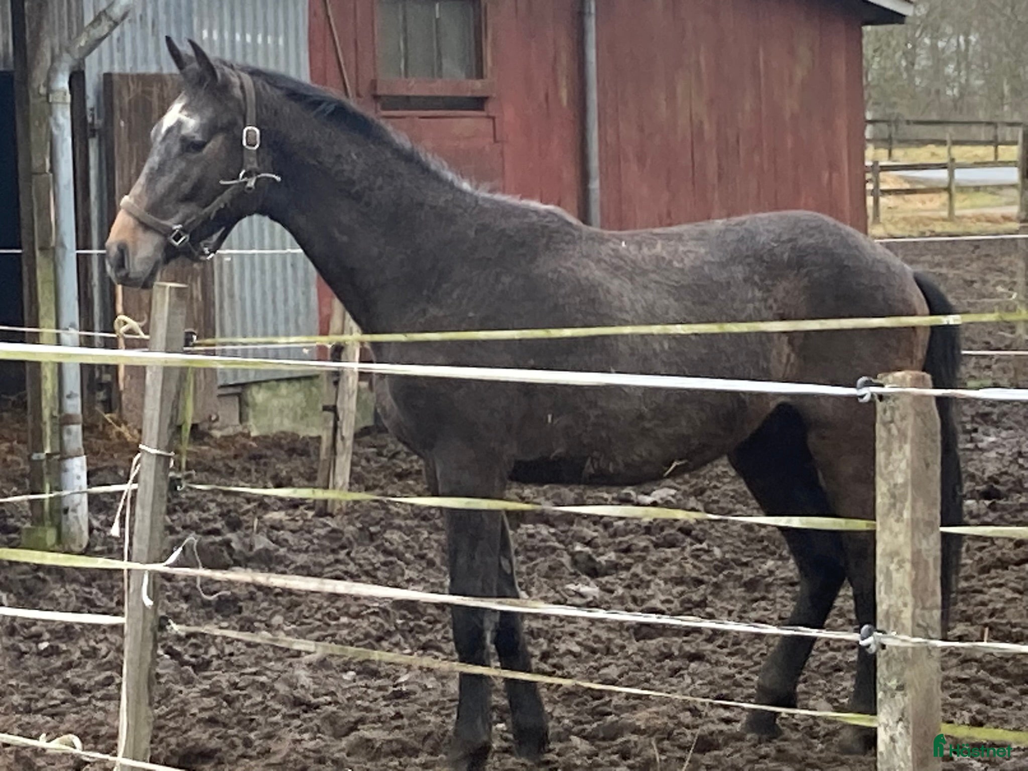  hästar Löshoppade 2 åringar av hög kvalitet - Annons 18