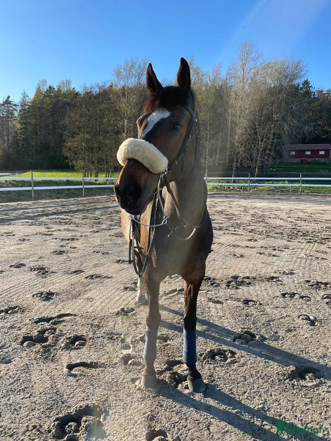 Hoppning hästar till salu: Perfekt childrenhäst - Annons 1