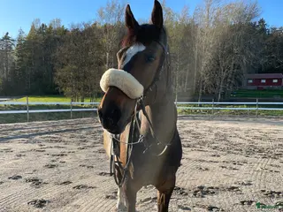 hästar Perfekt childrenhäst - Annons 6