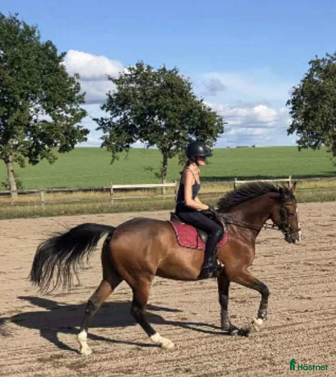 Hoppning hästar till salu: Trevlig SWB-valack! i Svalöv - Annons 4