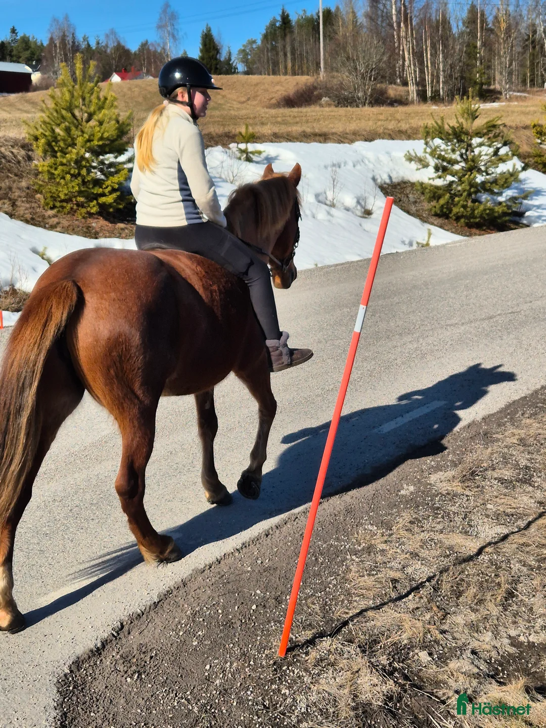 Allround hästar till salu: Maxad D-ponny till valfri disciplin. - Annons 3