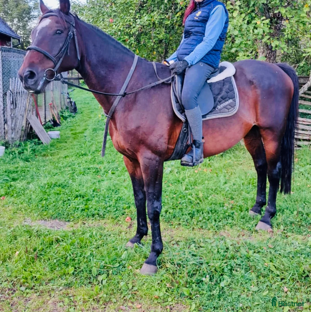 Allround hästar till salu: Trevlig Swb Valack  i Jönköping - Annons 5