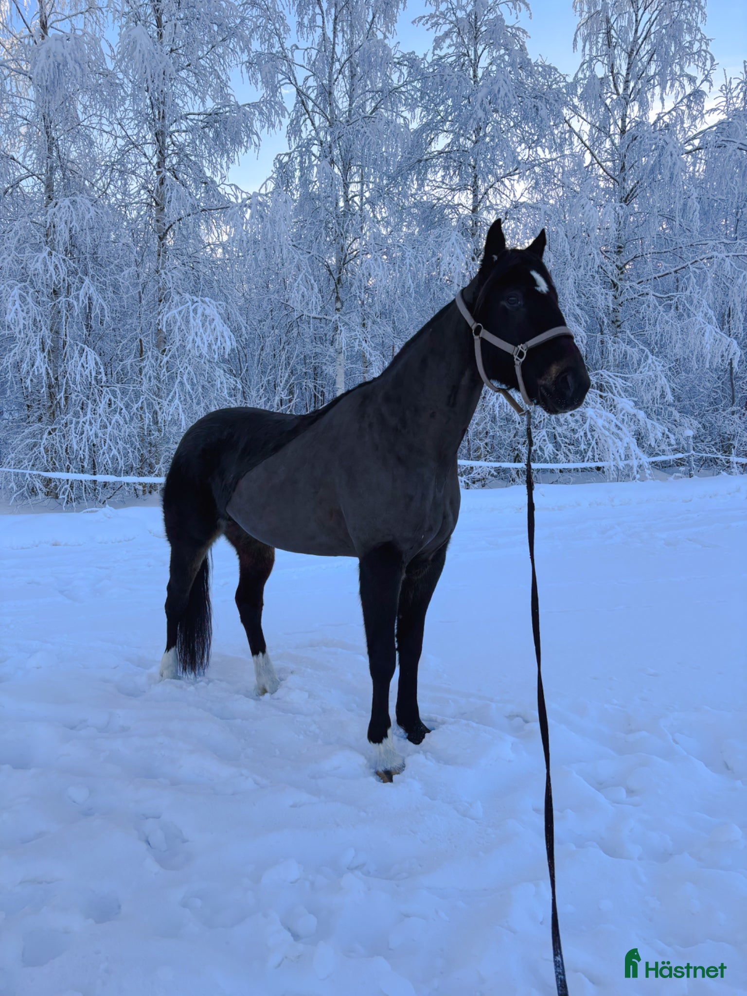 Allround hästar till salu: Super rolig och snäll bästa vän - Annons 9